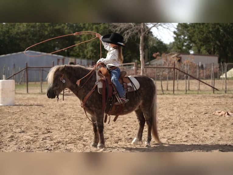 More ponies/small horses Gelding 9 years 11 hh in Lipan