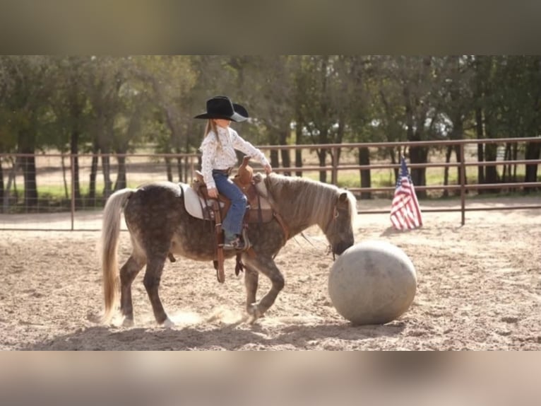 More ponies/small horses Gelding 9 years 11 hh in Lipan