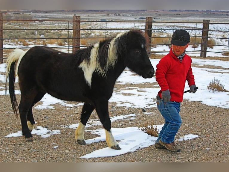 More ponies/small horses Gelding 9 years 11 hh in Powell, WY