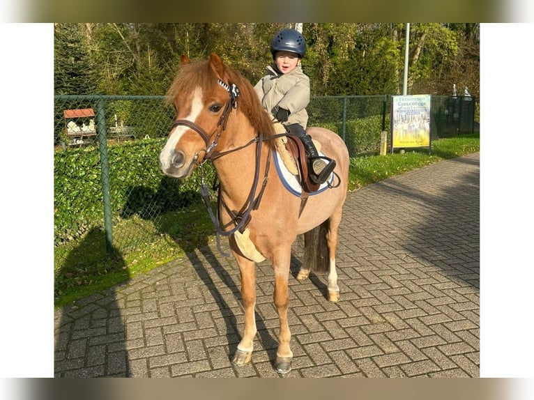 More ponies/small horses Gelding 9 years 12,1 hh Chestnut-Red in Bladel