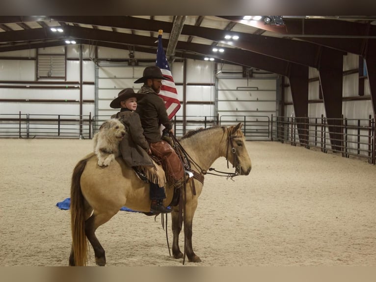 More ponies/small horses Gelding 9 years 12,2 hh Buckskin in Cody, WY