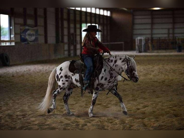 More ponies/small horses Gelding 9 years 12,2 hh White in Woodstock, IL