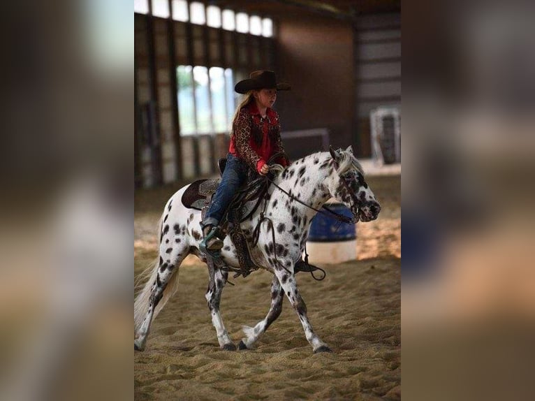 More ponies/small horses Gelding 9 years 12,2 hh White in Woodstock, IL