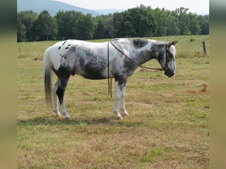 Appaloosa Mix Gelding 9 years Roan-Blue in Watson, OK