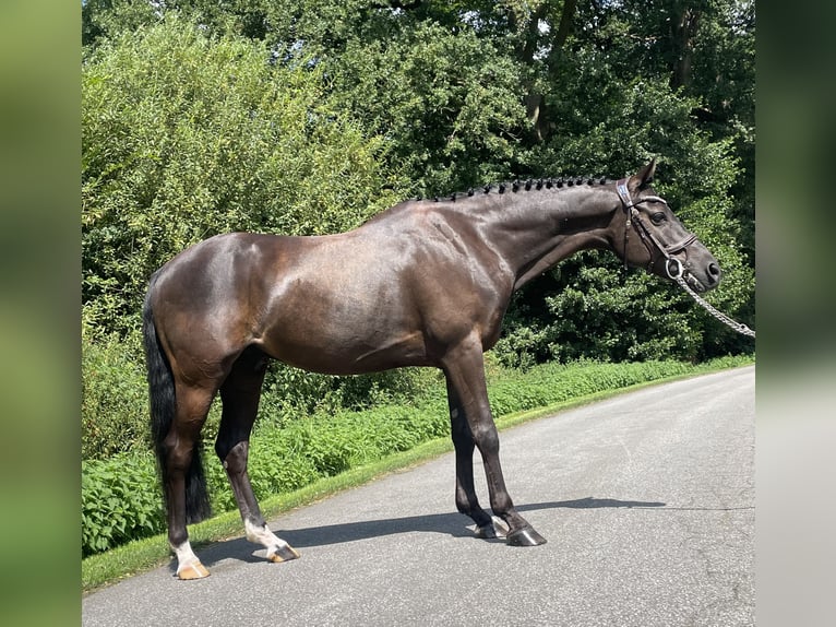 More ponies/small horses Gelding 9 years 13,2 hh Brown in Vreden