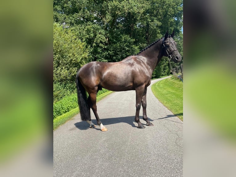 More ponies/small horses Gelding 9 years 13,2 hh Brown in Vreden