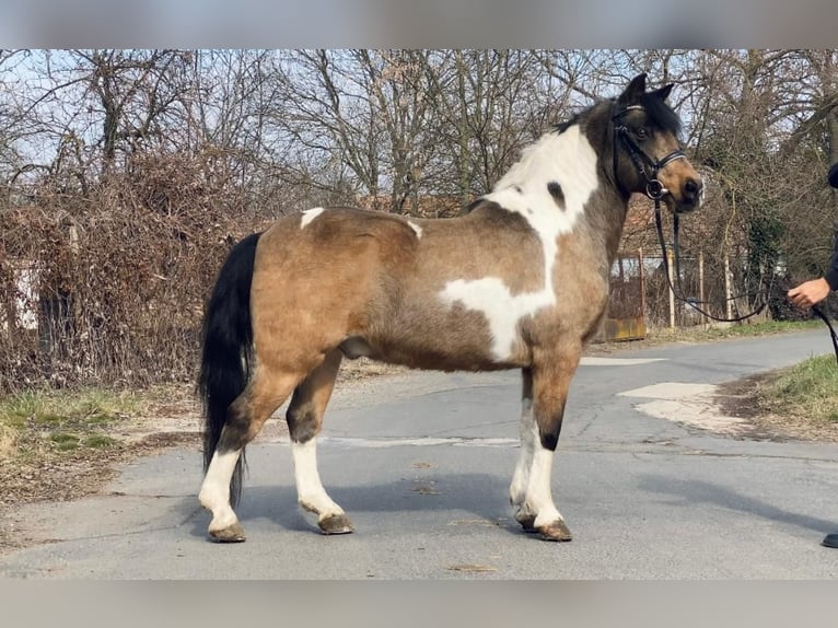 More ponies/small horses Gelding 9 years 13,2 hh Pinto in Rechnitz