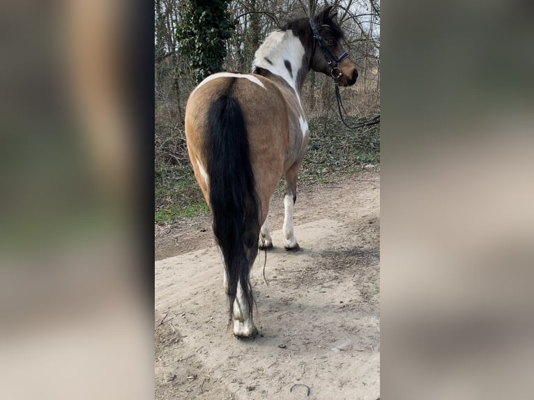 More ponies/small horses Gelding 9 years 13,2 hh Pinto in Rechnitz