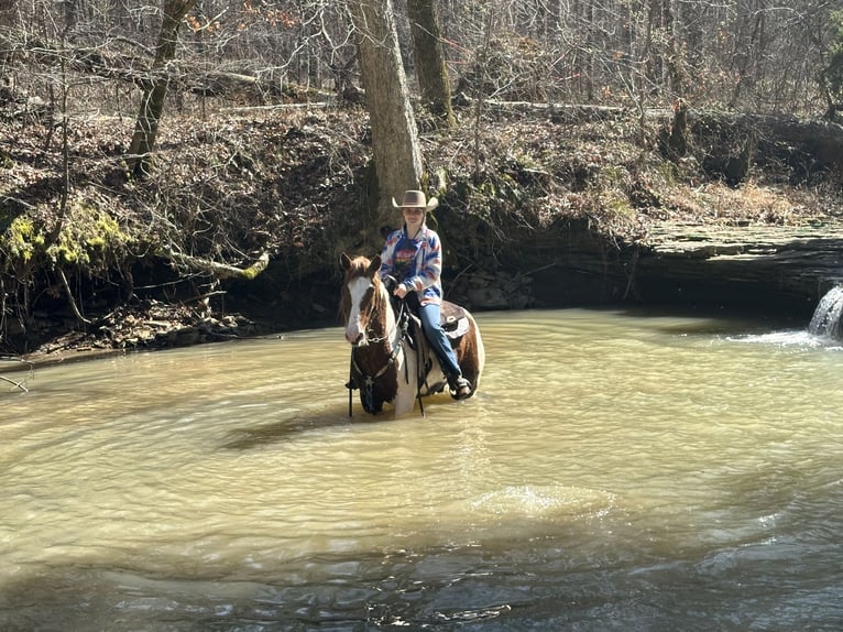 More ponies/small horses Gelding 9 years 13,2 hh in Princeton, KY