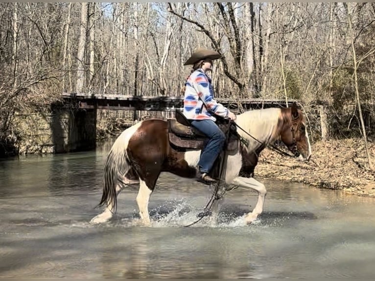 More ponies/small horses Gelding 9 years 13,2 hh in Princeton, KY