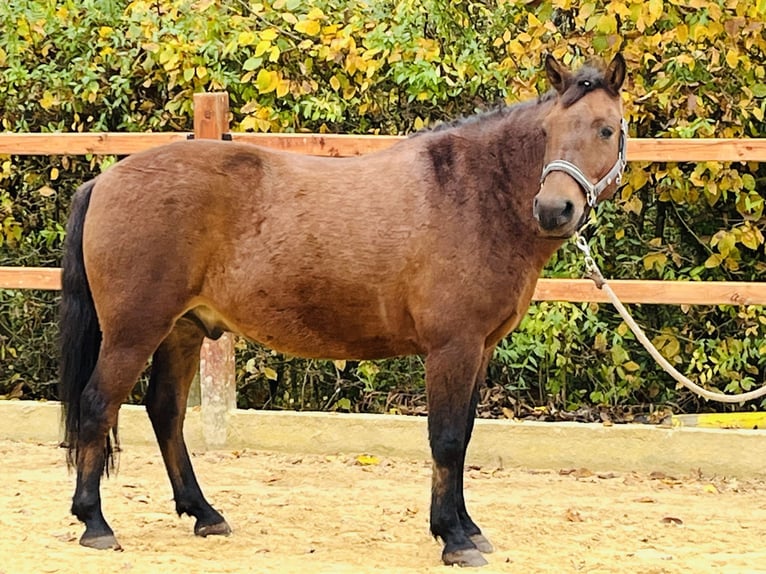 More ponies/small horses Gelding 9 years 14,1 hh Brown in Ursensollen