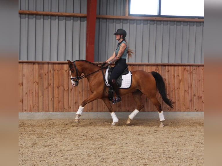 More ponies/small horses Gelding 9 years 14,1 hh Brown-Light in Hobro