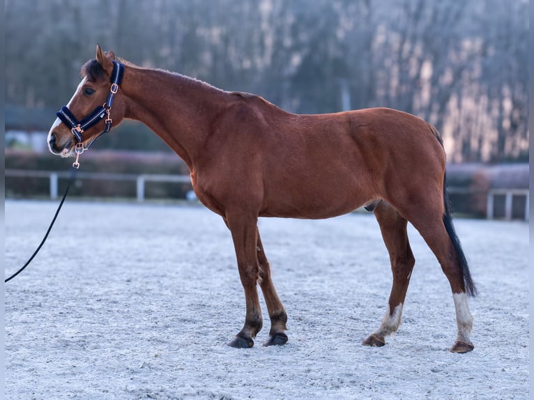 More ponies/small horses Gelding 9 years 14,1 hh in Neustadt (Wied)