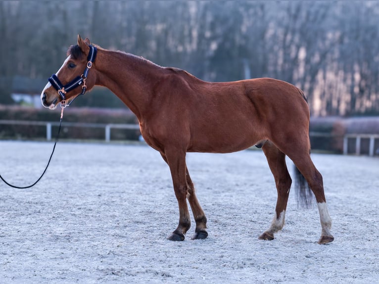 More ponies/small horses Gelding 9 years 14,1 hh in Neustadt (Wied)