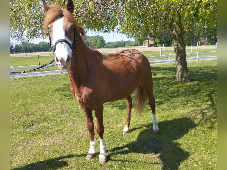 More ponies/small horses Gelding 9 years 14 hh Chestnut-Red in Bad Laer