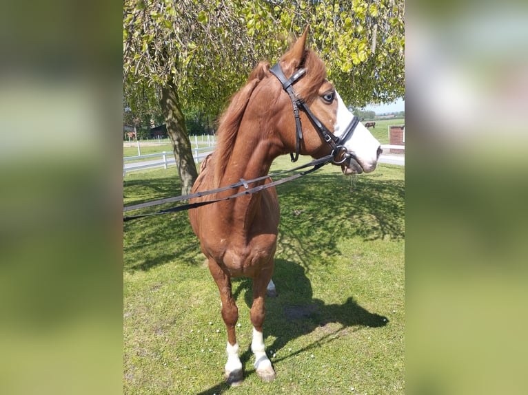 More ponies/small horses Gelding 9 years 14 hh Chestnut-Red in Bad Laer