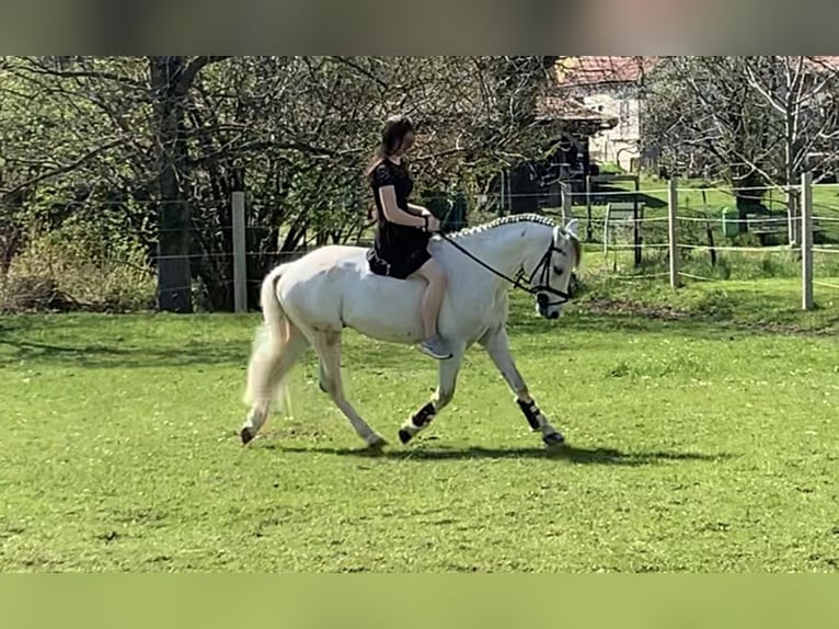 More ponies/small horses Mix Gelding 9 years 14 hh Gray in Straß im Straßertal