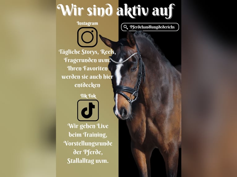 More ponies/small horses Gelding 9 years 15 hh Bay-Dark in Nettersheim