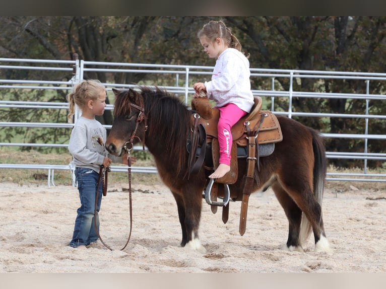 More ponies/small horses Gelding 9 years 8,1 hh Bay in Purdy, MO