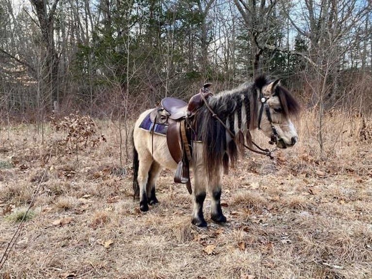 More ponies/small horses Gelding 9 years 8 hh Buckskin in Windham, CT