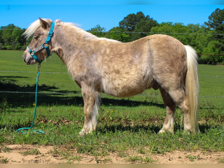 More ponies/small horses Gelding 9 years 9 hh in Rusk, TX