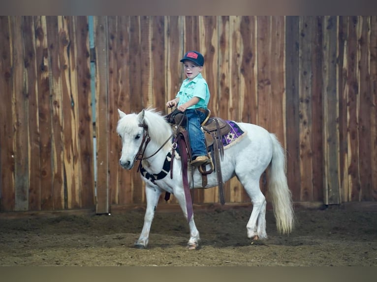 More ponies/small horses Mare 10 years 10 hh Gray in Valley Springs, SD