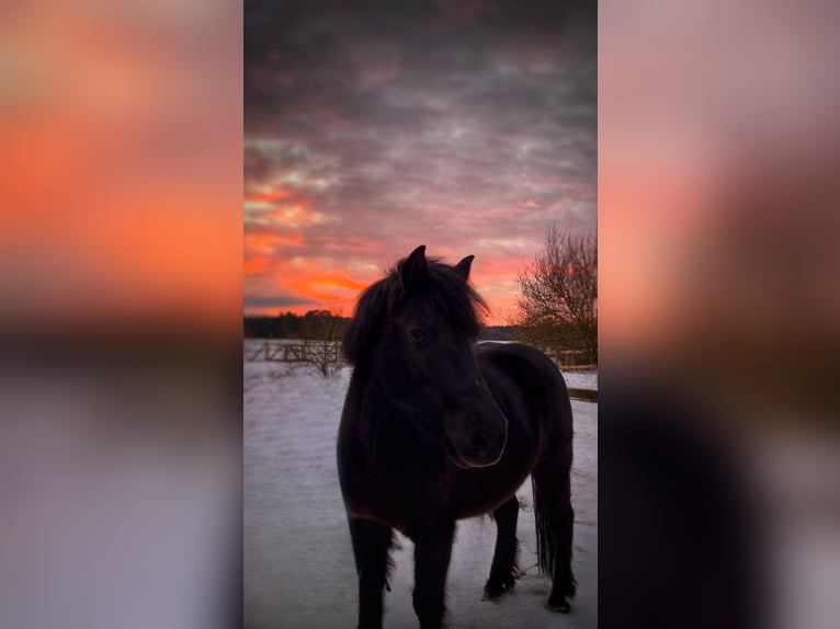 More ponies/small horses Mare 10 years 11,2 hh Smoky-Black in Templin