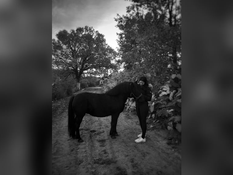 More ponies/small horses Mare 10 years 11,2 hh Smoky-Black in Templin