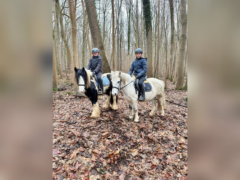 More ponies/small horses Mare 10 years 12,1 hh White in Bogaarden