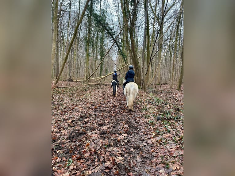 More ponies/small horses Mare 10 years 12,1 hh White in Bogaarden