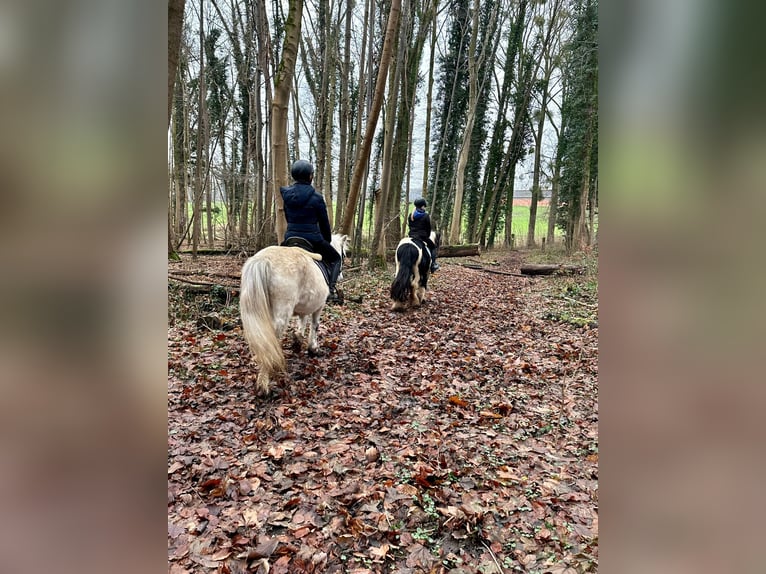 More ponies/small horses Mare 10 years 12,1 hh White in Bogaarden