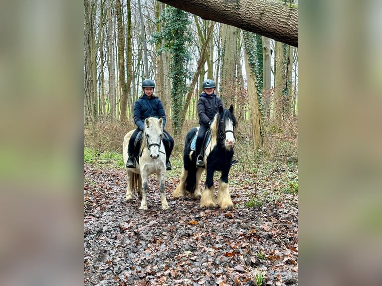 More ponies/small horses Mare 10 years 12,1 hh White in Bogaarden