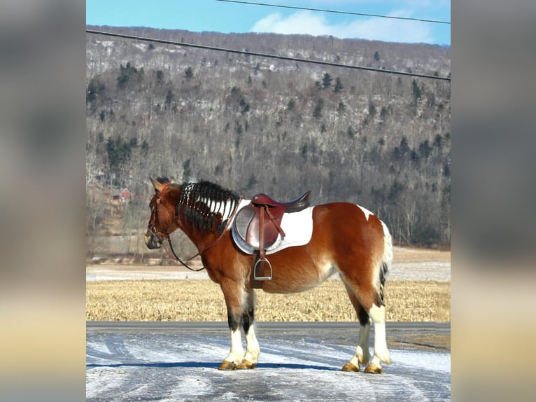 More ponies/small horses Mare 10 years 12,3 hh in Rebersburg, PA