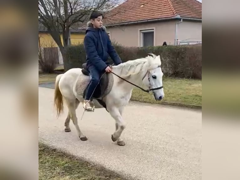 More ponies/small horses Mare 10 years 12 hh Gray in Rechnitz