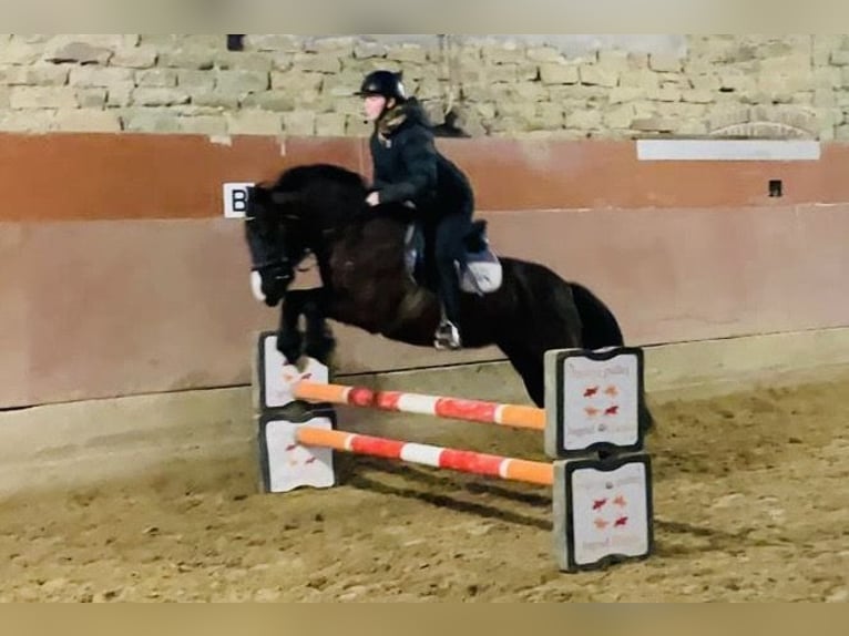 More ponies/small horses Mare 10 years 13,2 hh Bay-Dark in Soest