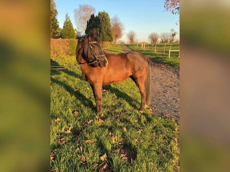 More ponies/small horses Mare 10 years 13,2 hh Bay-Dark in Soest