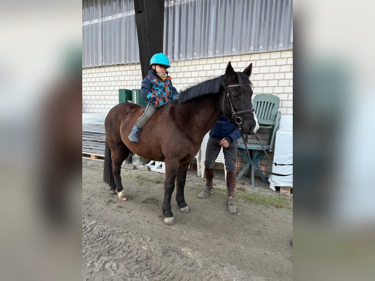 More ponies/small horses Mare 10 years 13,2 hh Bay-Dark in Soest