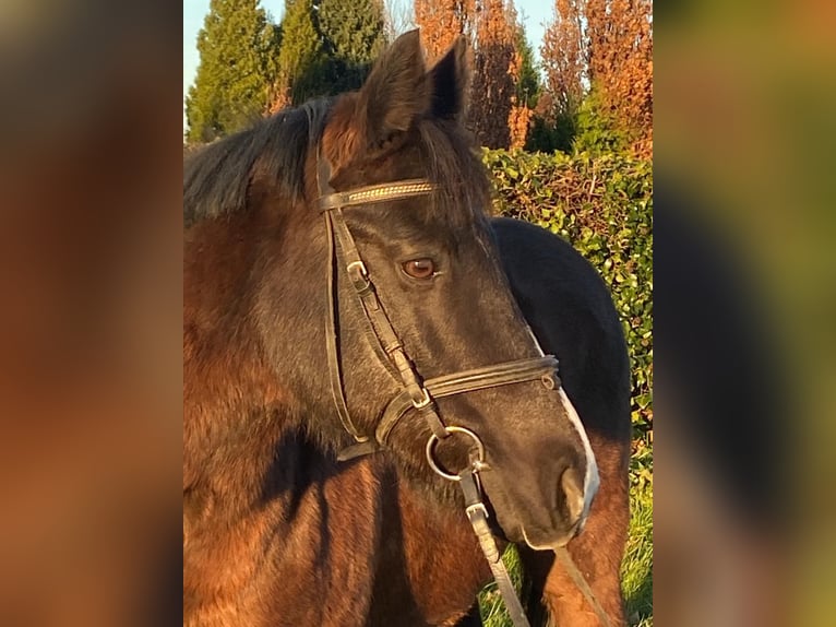 More ponies/small horses Mare 10 years 13,2 hh Bay-Dark in Soest