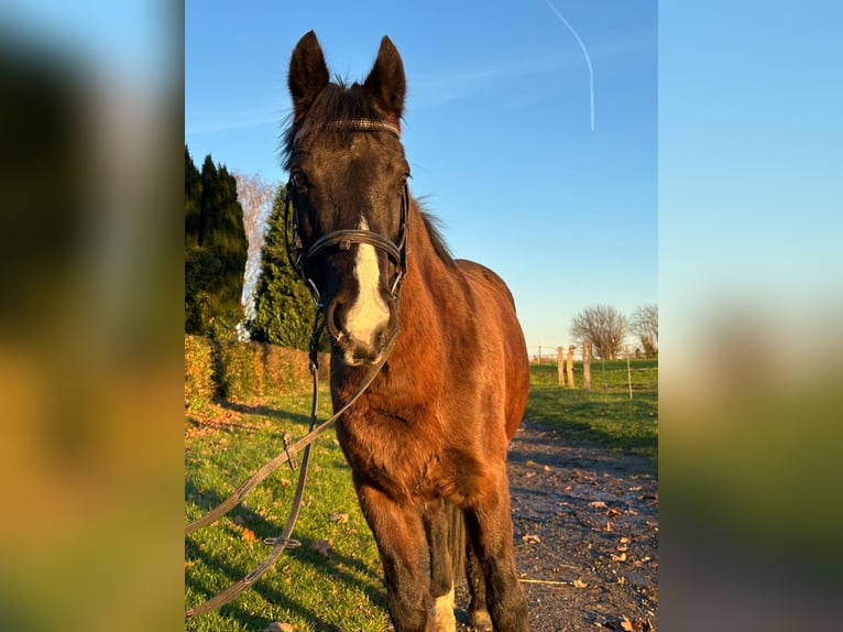 More ponies/small horses Mare 10 years 13,2 hh Bay-Dark in Soest