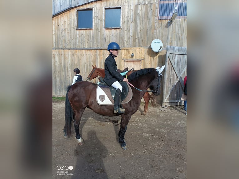 More ponies/small horses Mare 10 years 13,2 hh Bay-Dark in Soest