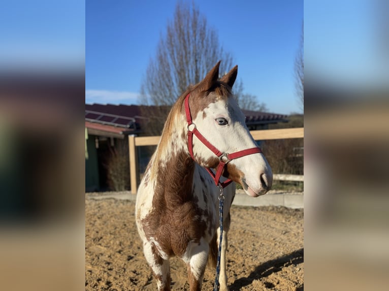 More ponies/small horses Mare 10 years 13,3 hh Pinto in Iggingen
