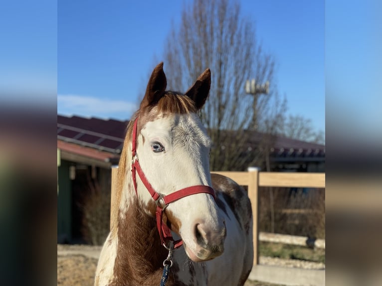 More ponies/small horses Mare 10 years 13,3 hh Pinto in Iggingen