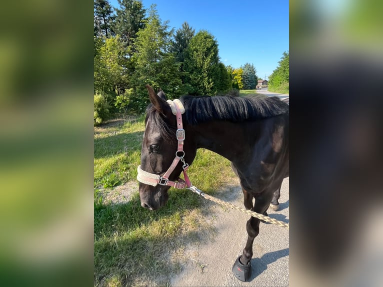 More ponies/small horses Mare 10 years 14,2 hh Black in München-Aubing