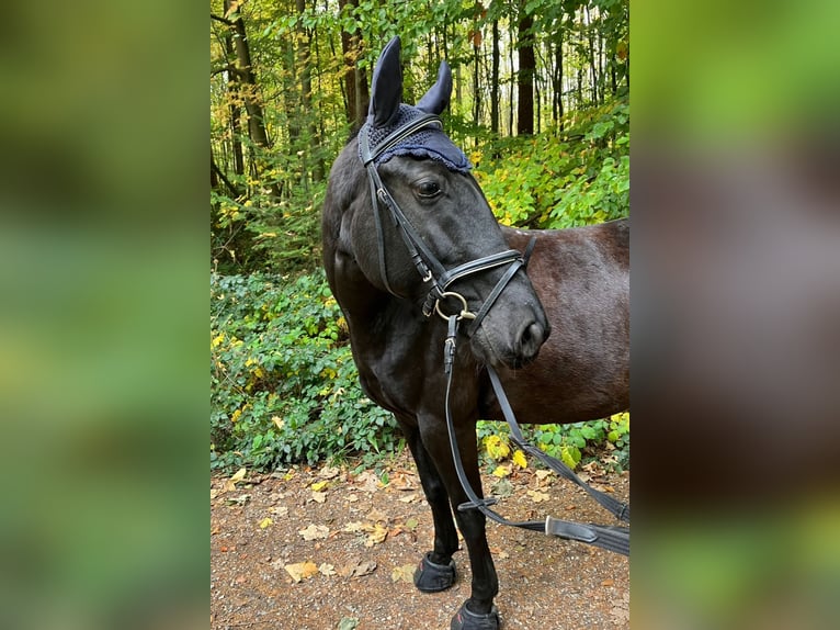 More ponies/small horses Mare 10 years 14,2 hh Black in München-Aubing