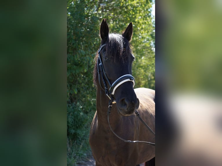 More ponies/small horses Mare 10 years 14,2 hh Black in München-Aubing