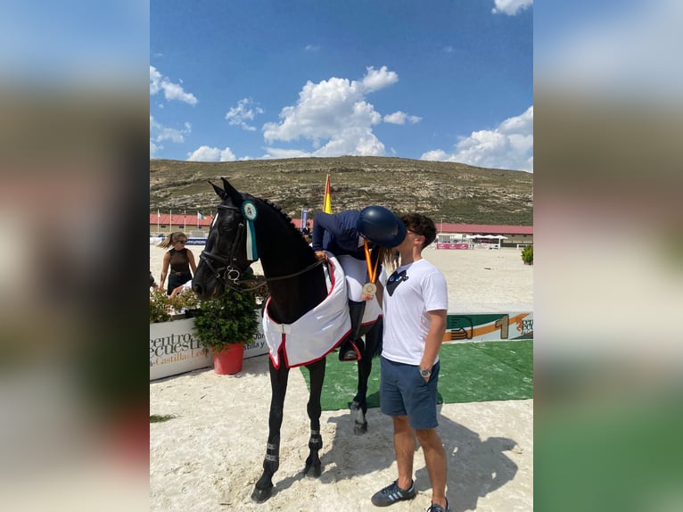 More ponies/small horses Mare 10 years 14,2 hh Black in Madrid