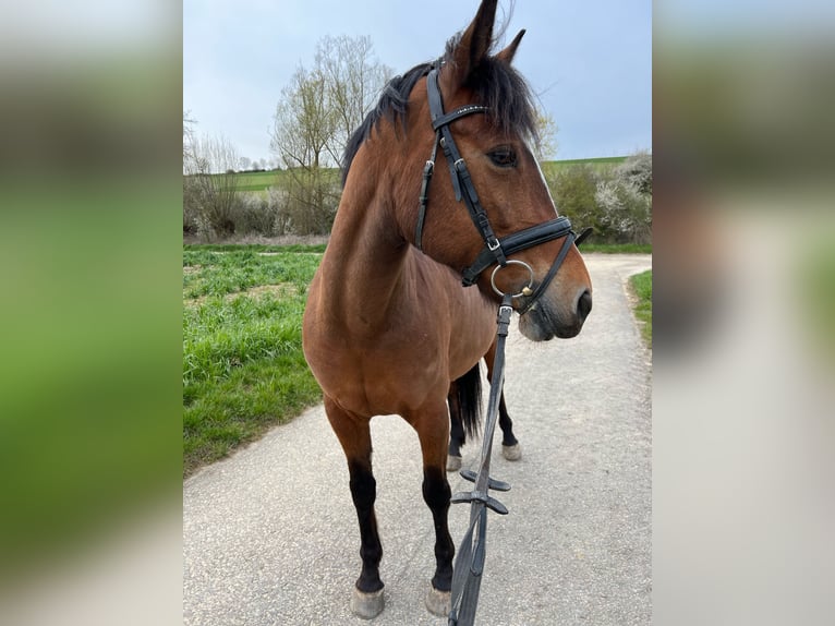 More ponies/small horses Mare 10 years 14,2 hh Brown in Vaihingen an der Enz
