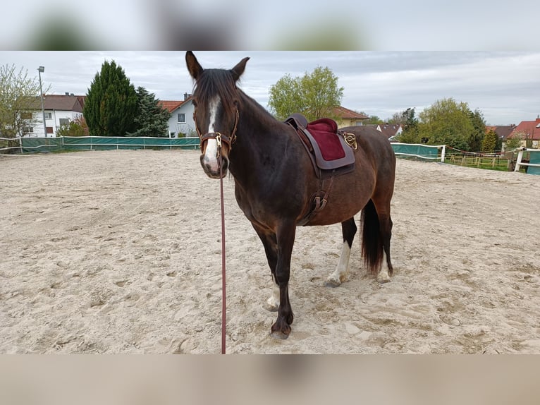 More ponies/small horses Mix Mare 10 years 14,2 hh Brown in Wölfersheim