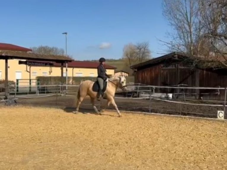 More ponies/small horses Mare 10 years 14,2 hh Palomino in Zellingen