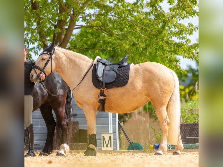 More ponies/small horses Mare 10 years 14,2 hh Palomino in Zellingen